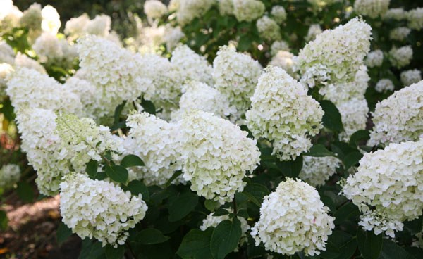 <i>Hydrangea paniculata</i> 'Silver Dollar'