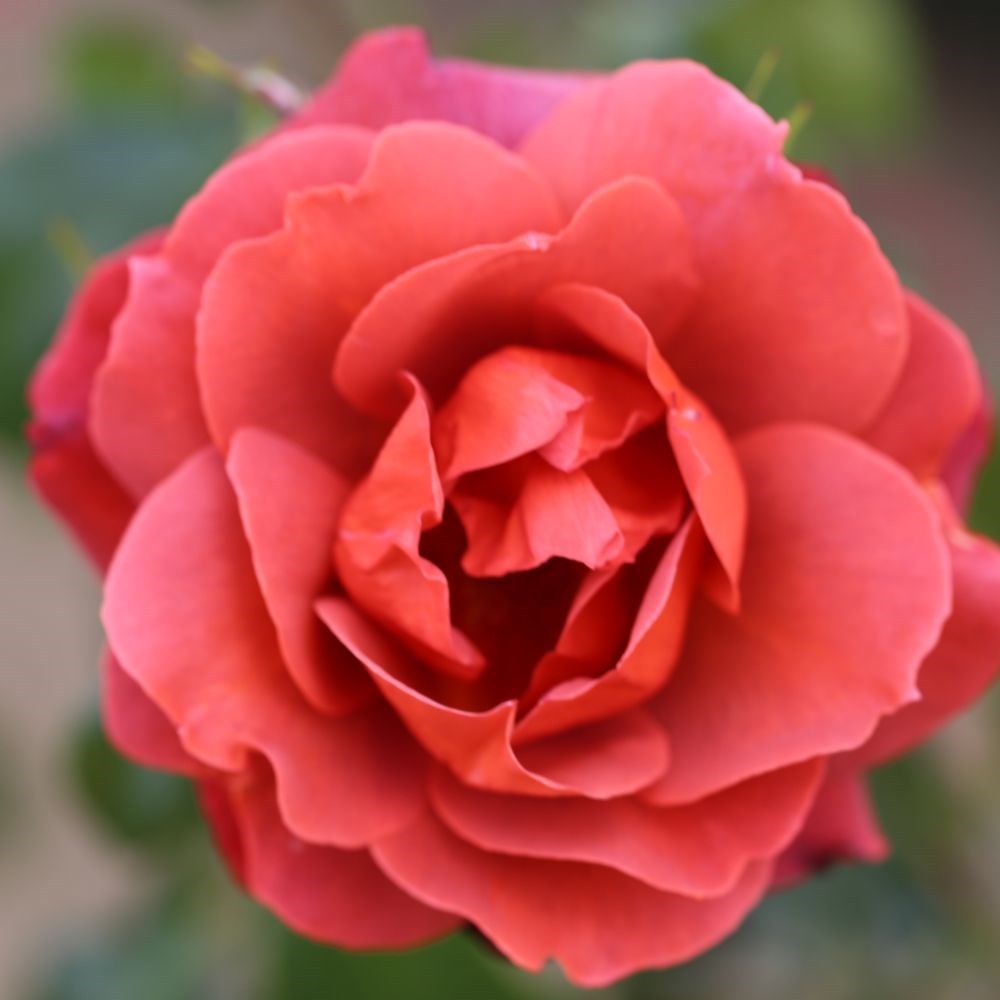 <i>Rosa</i> <b class=small-caps>Hot Chocolate</b> ('Wekpaltlez') (PBR) | Floribunda Bush Rose