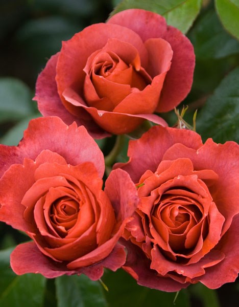 <i>Rosa</i> <b class=small-caps>Hot Chocolate</b> ('Wekpaltlez') (PBR) | Floribunda Bush Rose