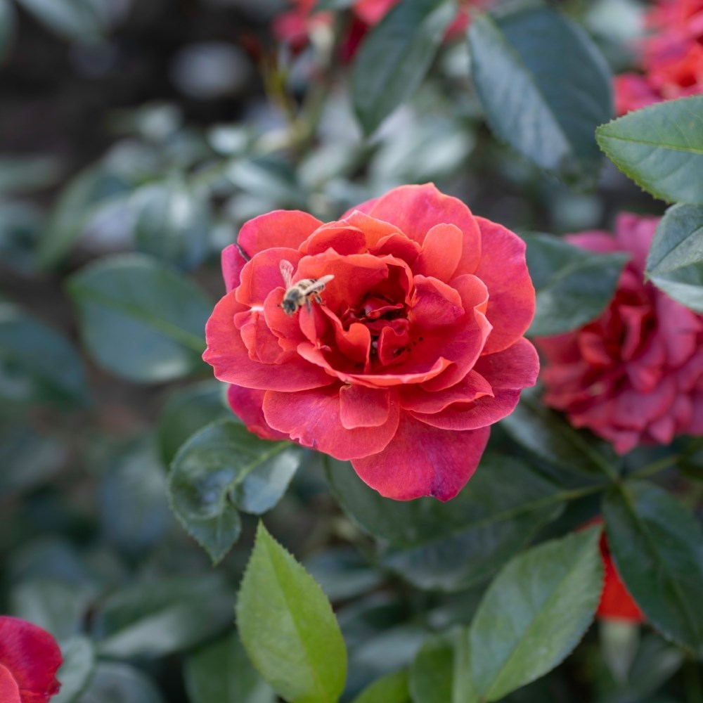 <i>Rosa</i> <b class=small-caps>Hot Chocolate</b> ('Wekpaltlez') (PBR) | Floribunda Bush Rose