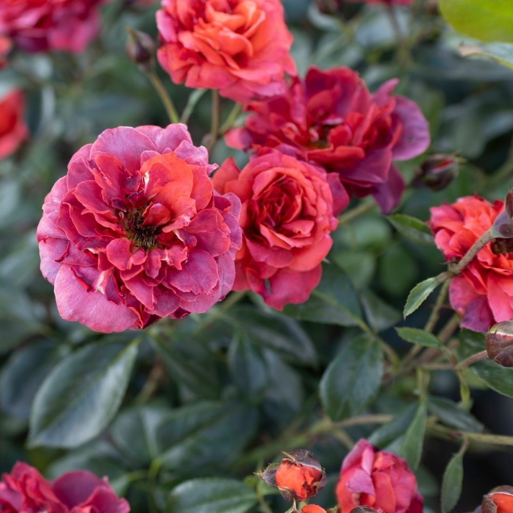 <i>Rosa</i> <b class=small-caps>Hot Chocolate</b> ('Wekpaltlez') (PBR) | Floribunda Bush Rose