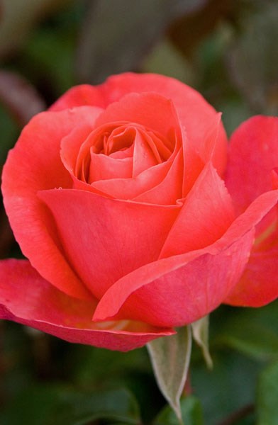 <i>Rosa</i> <b class=small-caps>Special Anniversary </b> ('Whastiluc') (PBR) | Hybrid Tea Rose