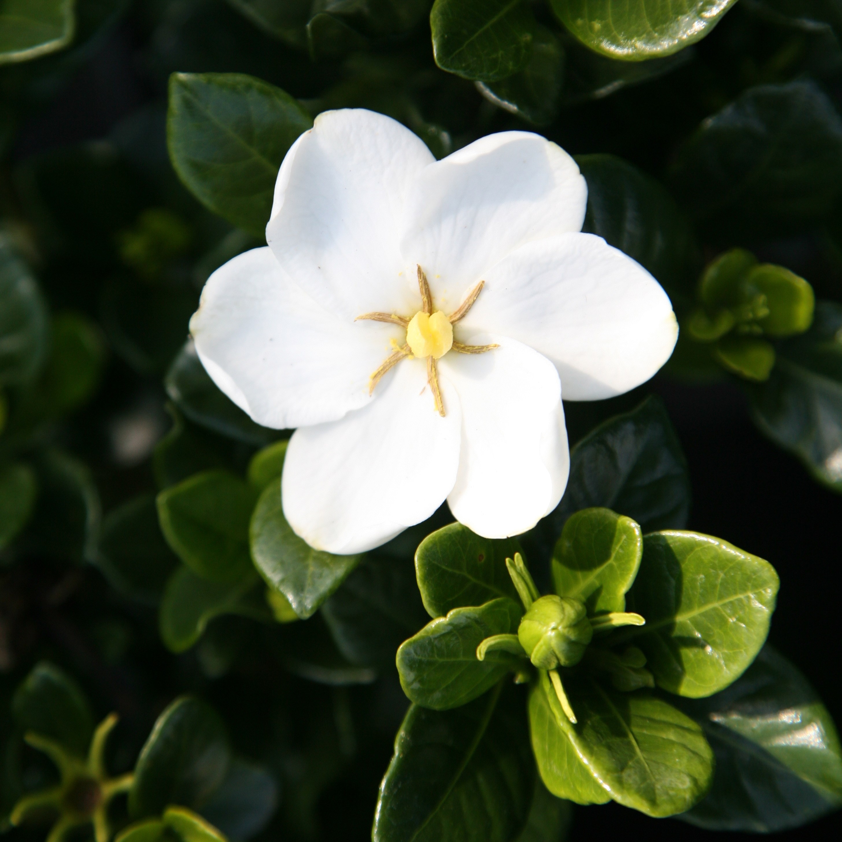 <i>Gardenia jasminoides</i> 'Kleim's Hardy'
