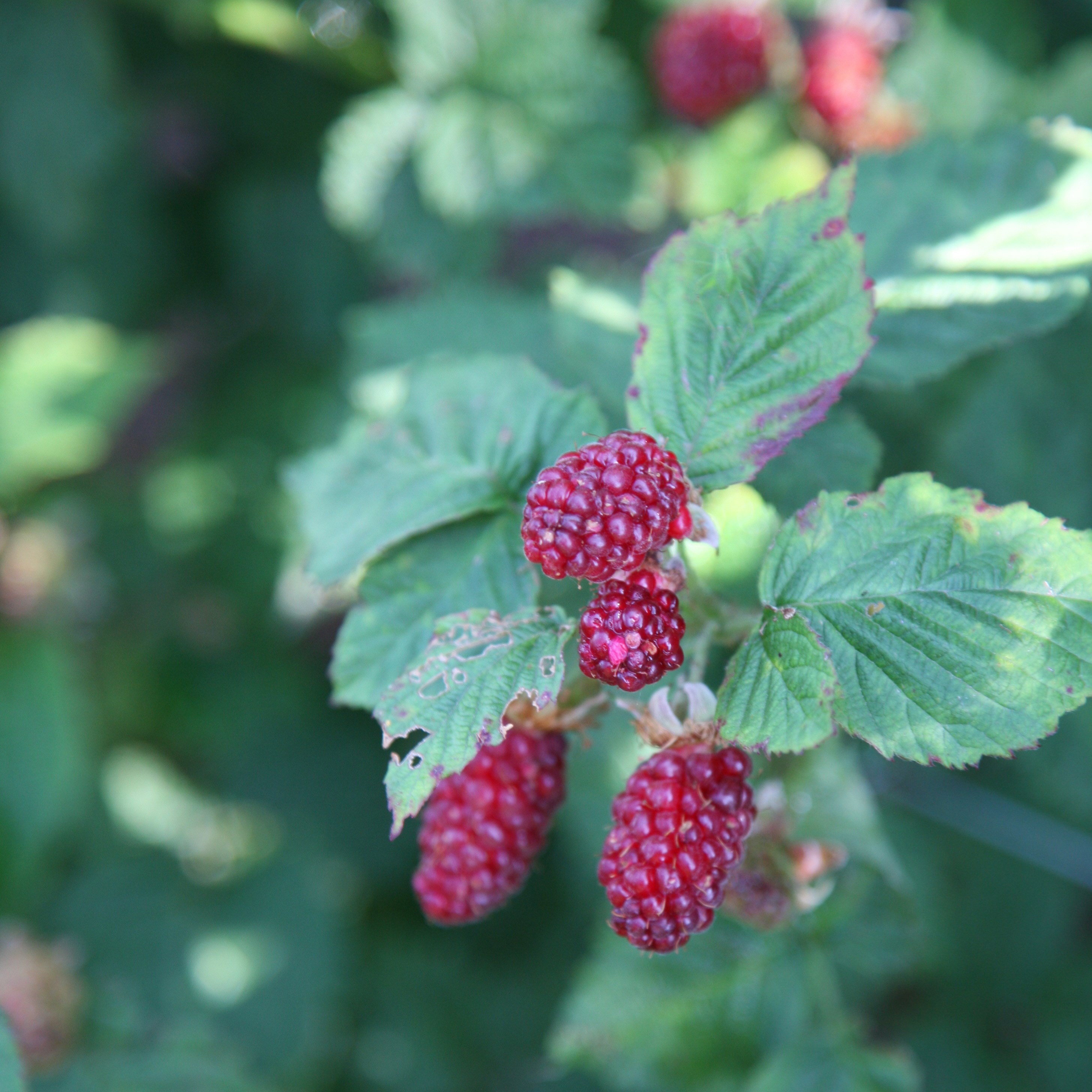 tayberry 'Buckingham Thornless'