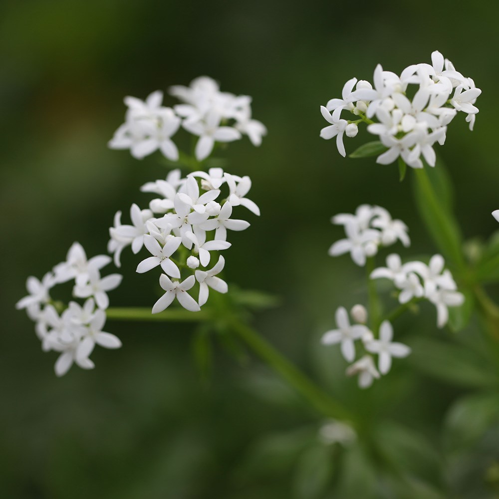 <i>Galium odoratum</i> 
