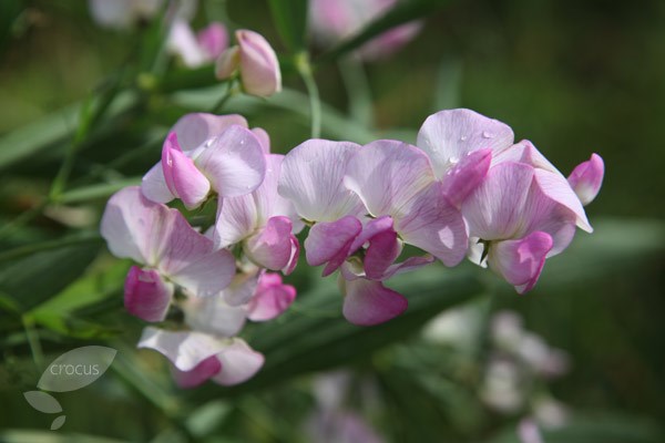 <i>Lathyrus latifolius</i> 'Rosa Perle'