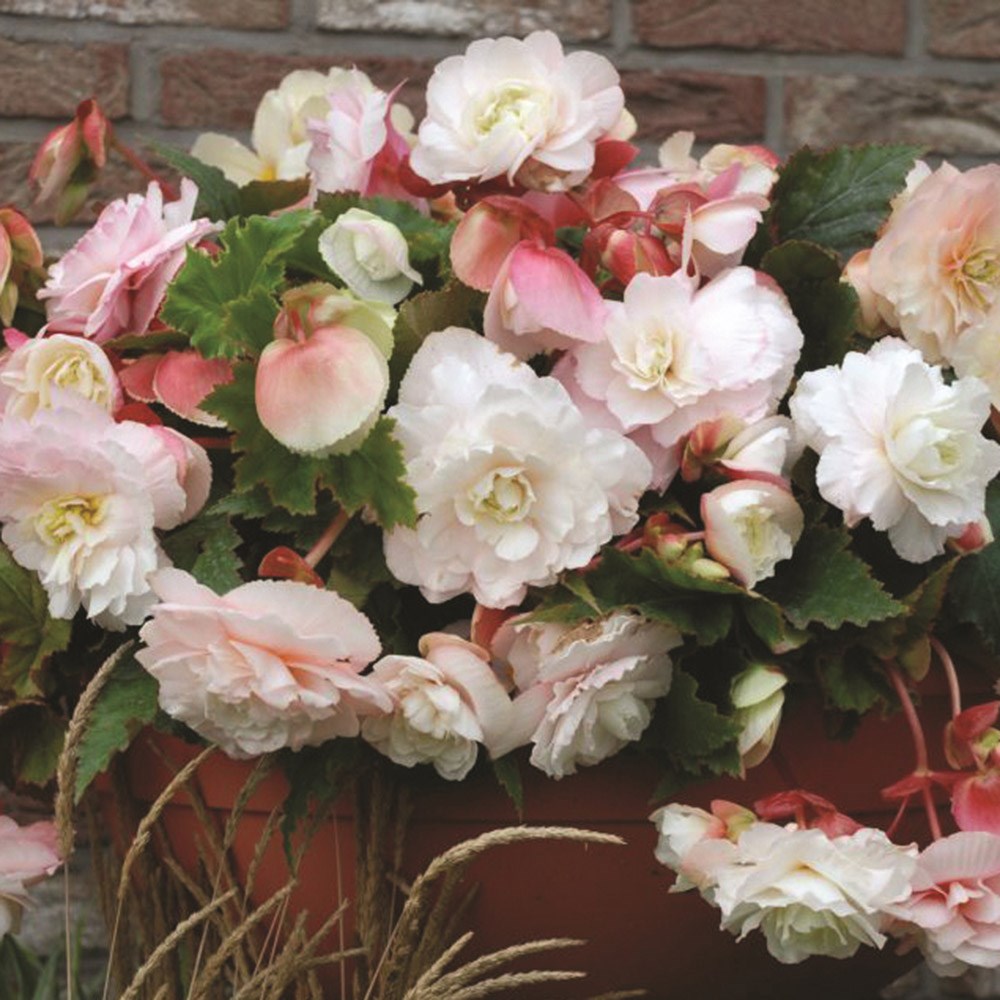 <i>Begonia</i> 'Mother's Day'