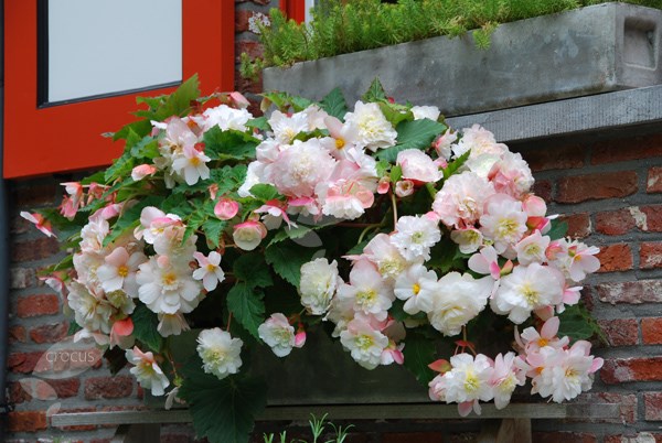 <i>Begonia</i> 'Mother's Day'
