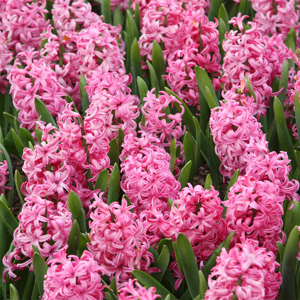 <i>Hyacinthus orientalis</i> 'Pink Pearl'