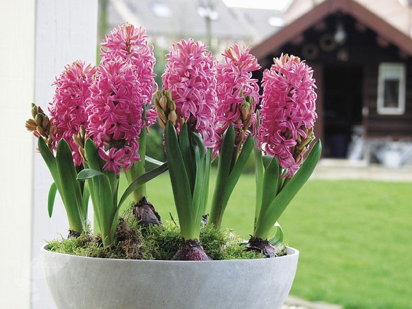 <i>Hyacinthus orientalis</i> 'Pink Pearl'