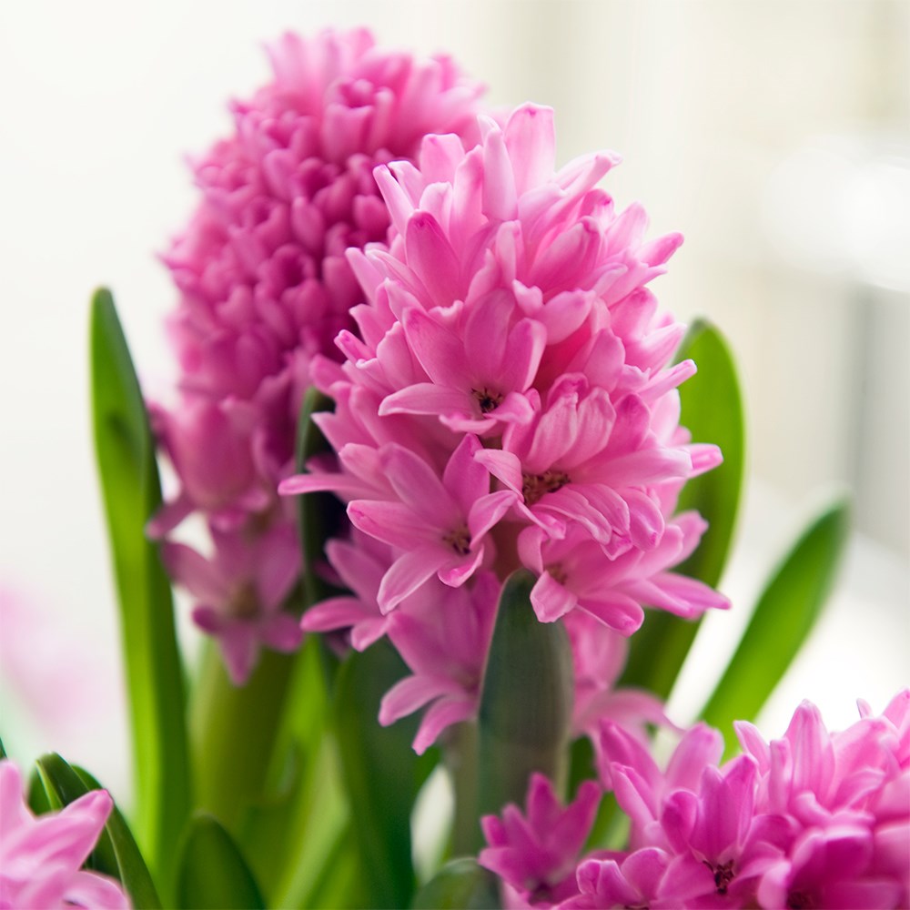 <i>Hyacinthus orientalis</i> 'Pink Pearl'