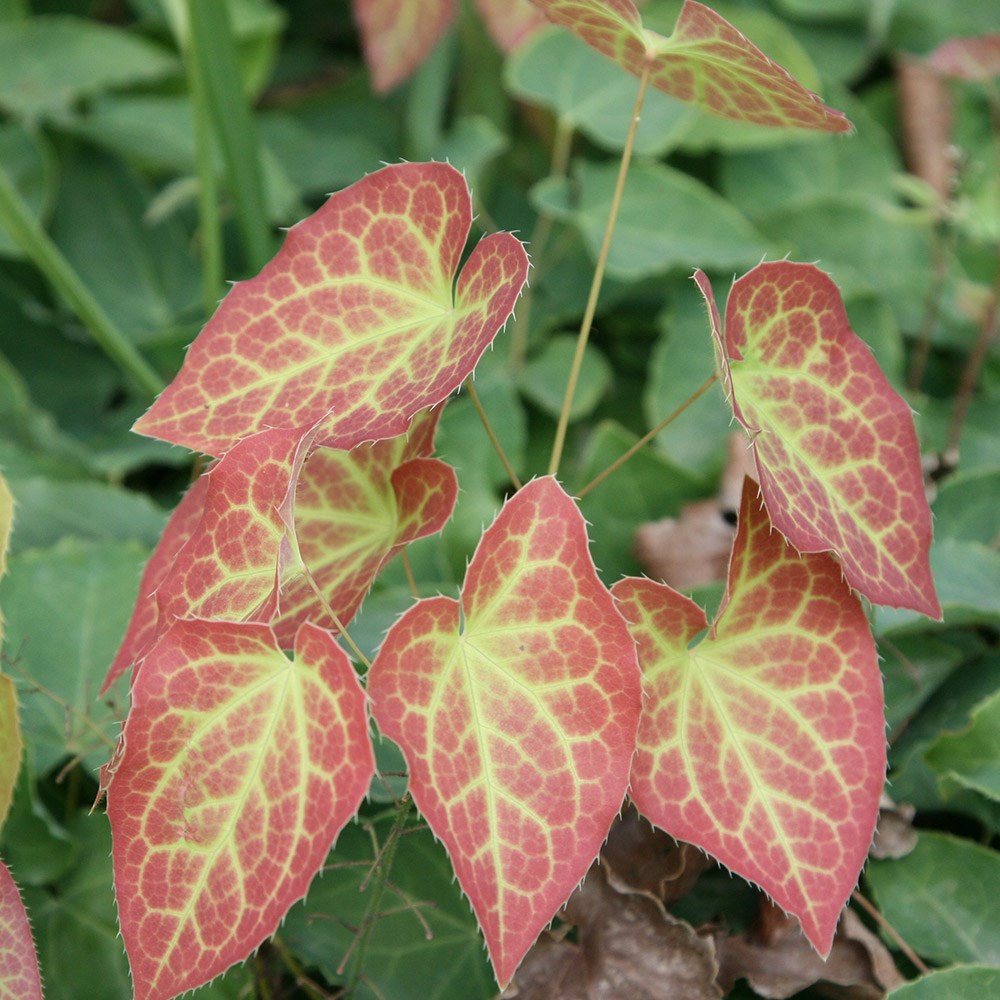 <I>Epimedium</i> × <i>rubrum</i>