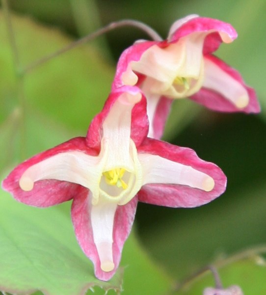 <I>Epimedium</i> × <i>rubrum</i>