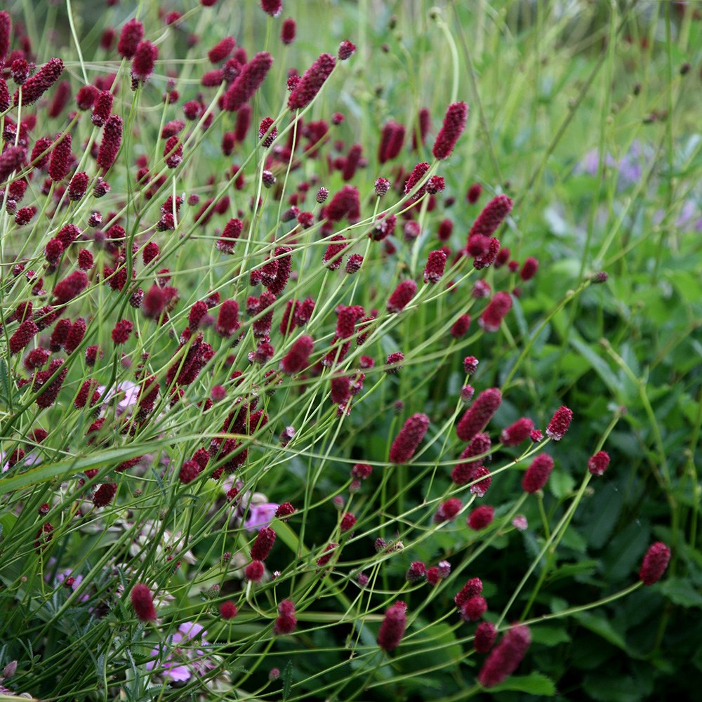 <i>Sanguisorba officinalis</i> 'Red Thunder'