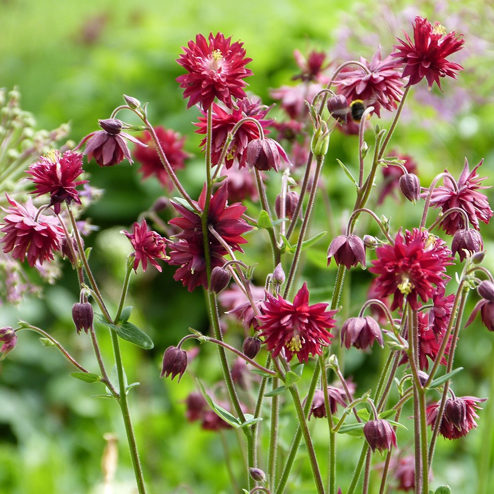 <I>Aquilegia vulgaris</i> var. <i>stellata</i> 'Ruby Port'