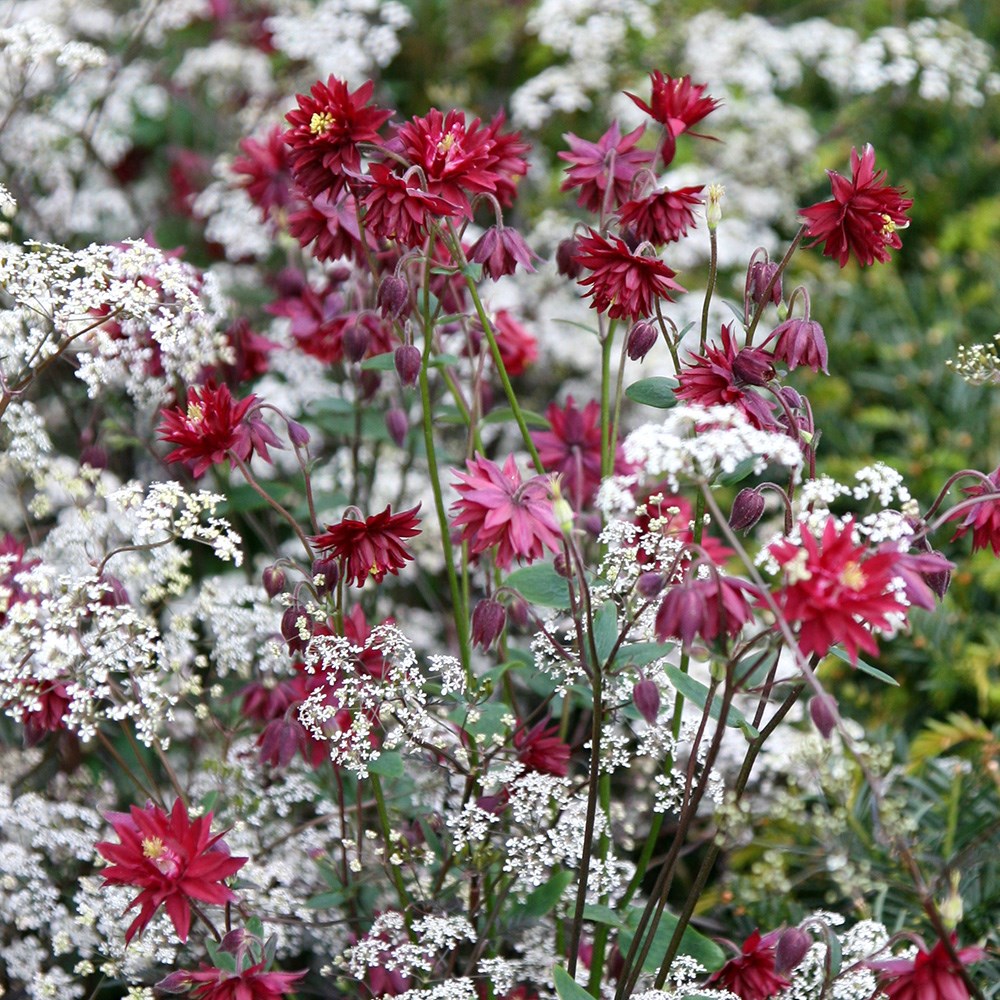 <I>Aquilegia vulgaris</i> var. <i>stellata</i> 'Ruby Port'