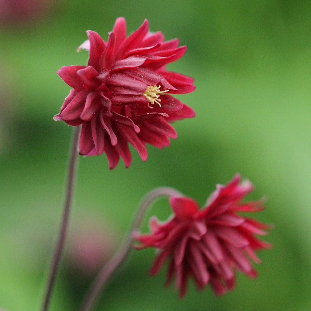 <I>Aquilegia vulgaris</i> var. <i>stellata</i> 'Ruby Port'