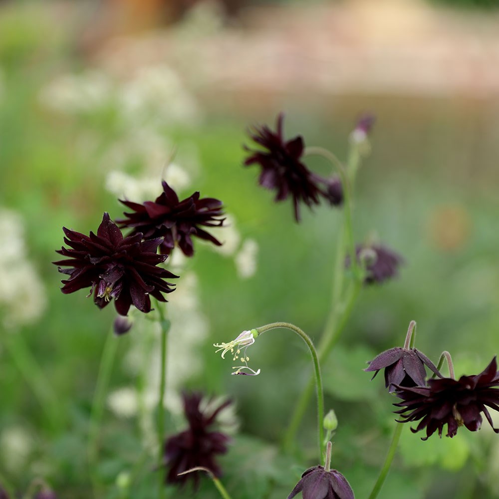 <I>Aquilegia vulgaris</i> var. <i>stellata</i> 'Black Barlow'