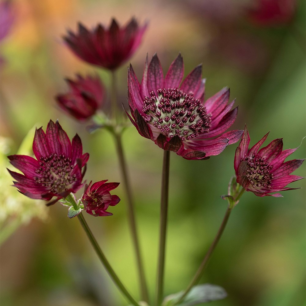 <i>Astrantia</i> 'Hadspen Blood'
