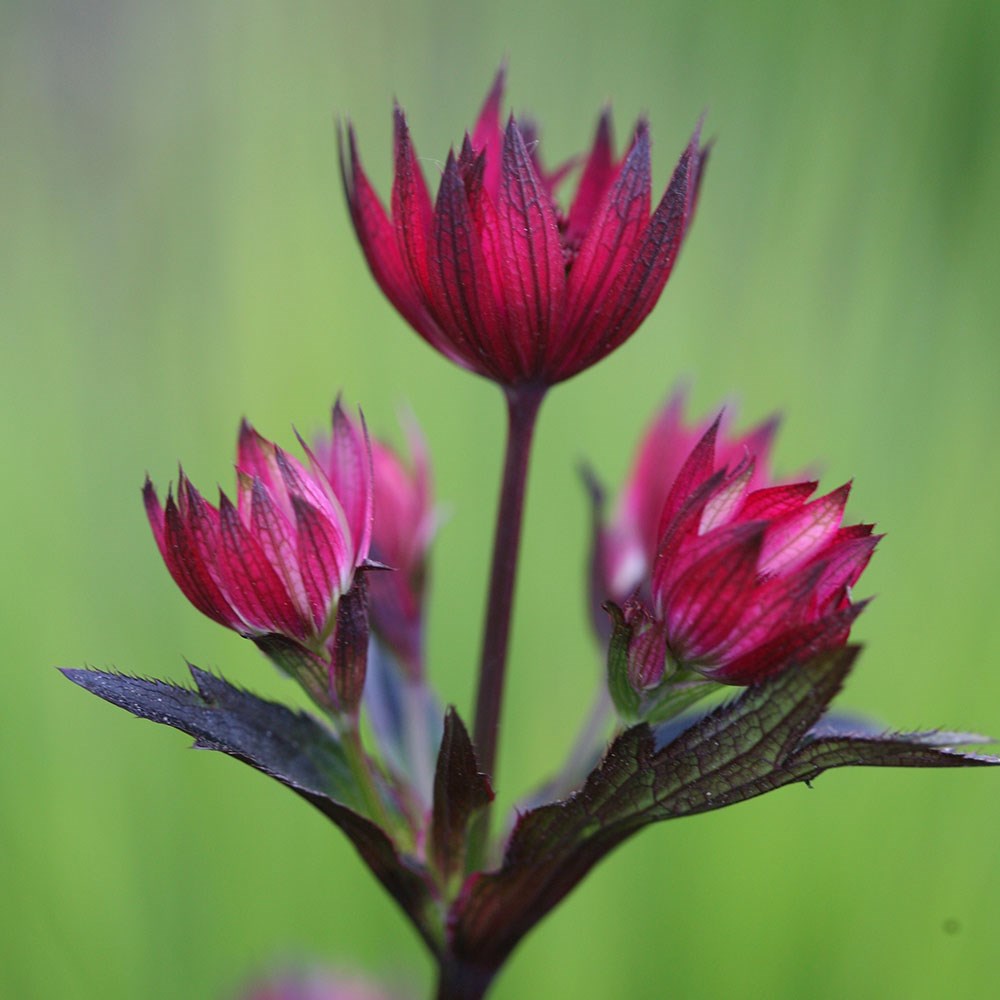 <i>Astrantia</i> 'Hadspen Blood'
