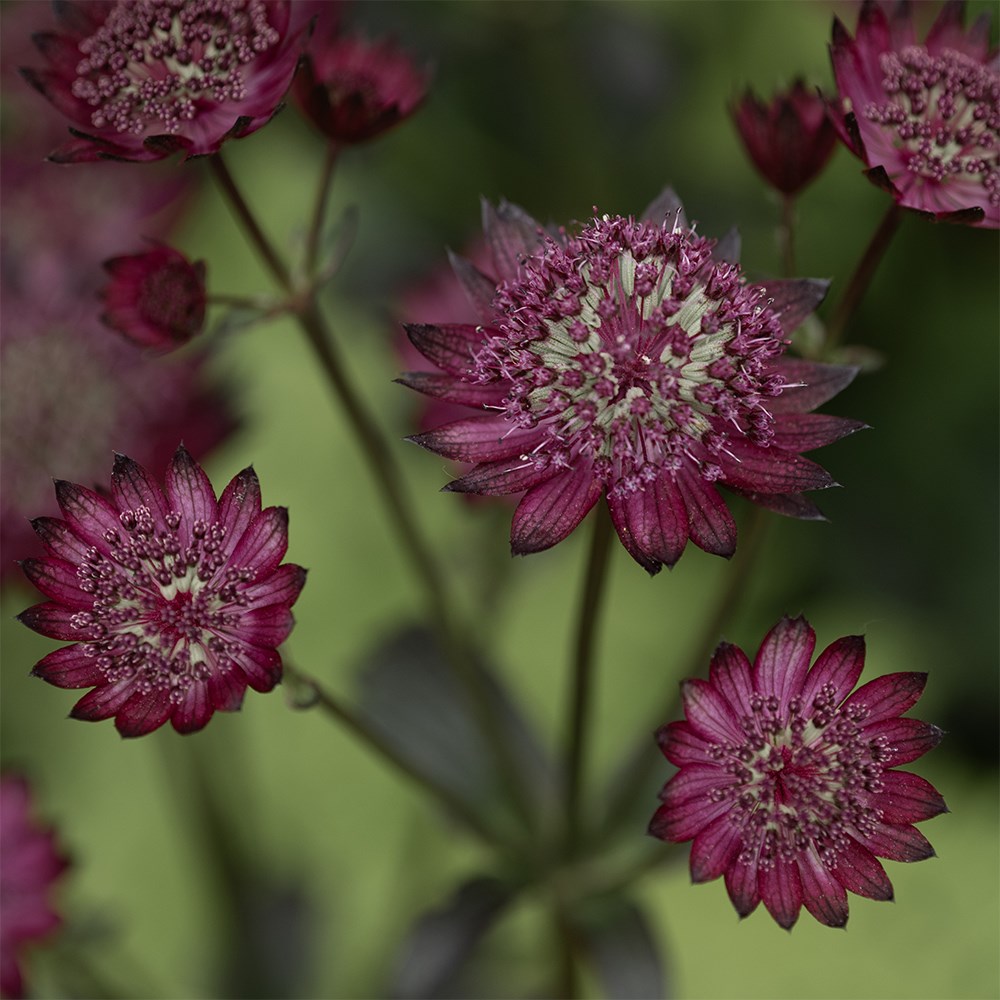 <i>Astrantia</i> 'Hadspen Blood'