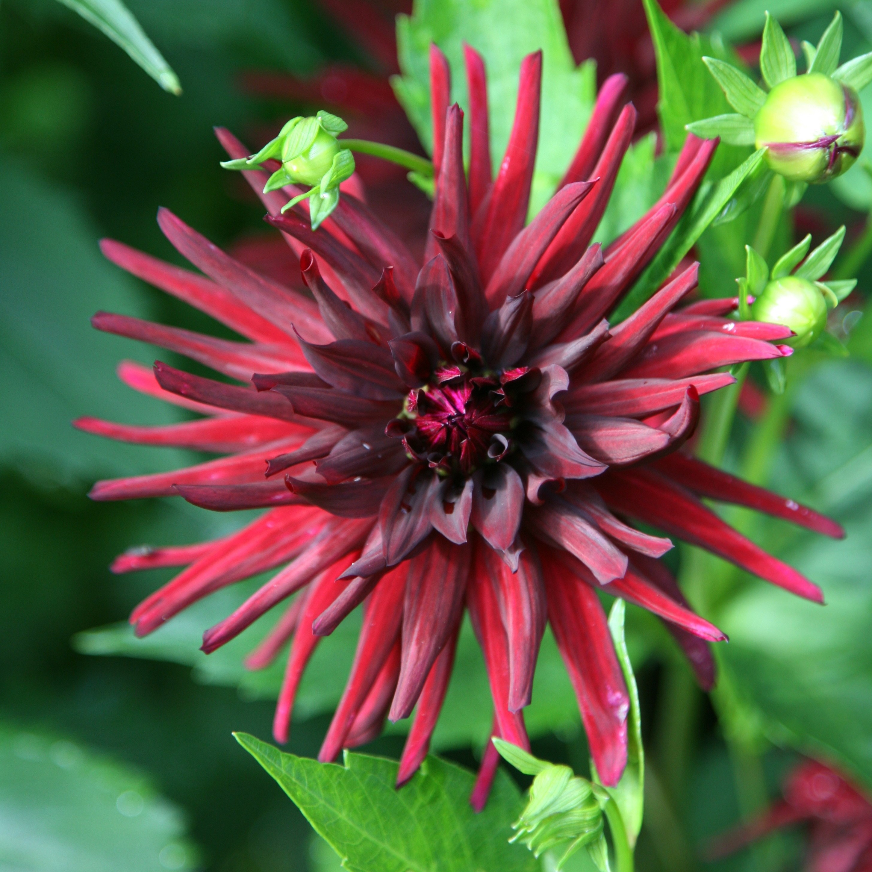 <i>Dahlia</i> 'Nuit d'Eté'