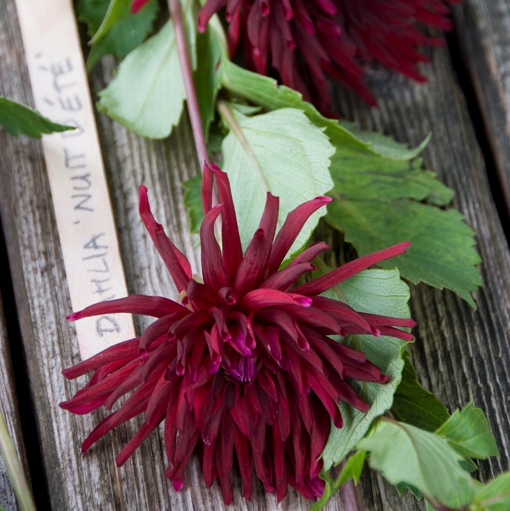<i>Dahlia</i> 'Nuit d'Eté'