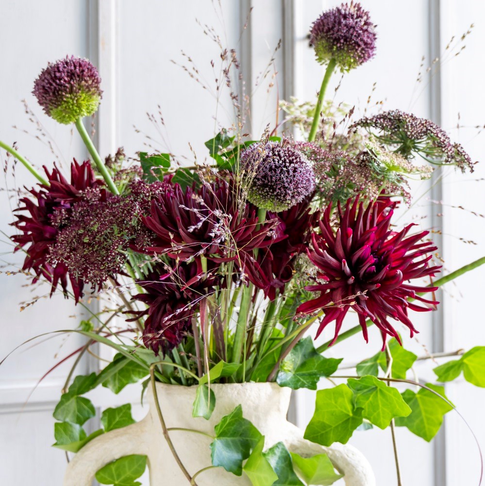 <i>Dahlia</i> 'Nuit d'Eté'