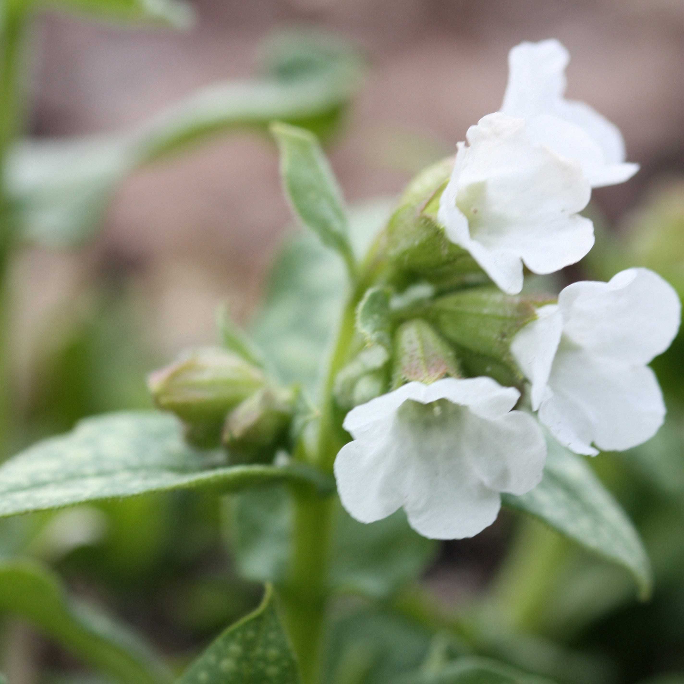 <i>Pulmonaria</i> 'Sissinghurst White'