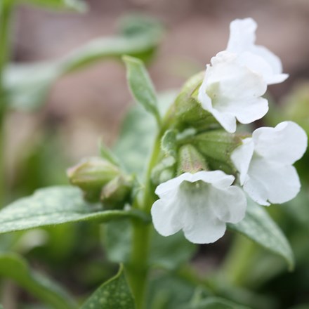 <i>Pulmonaria</i> 'Sissinghurst White'