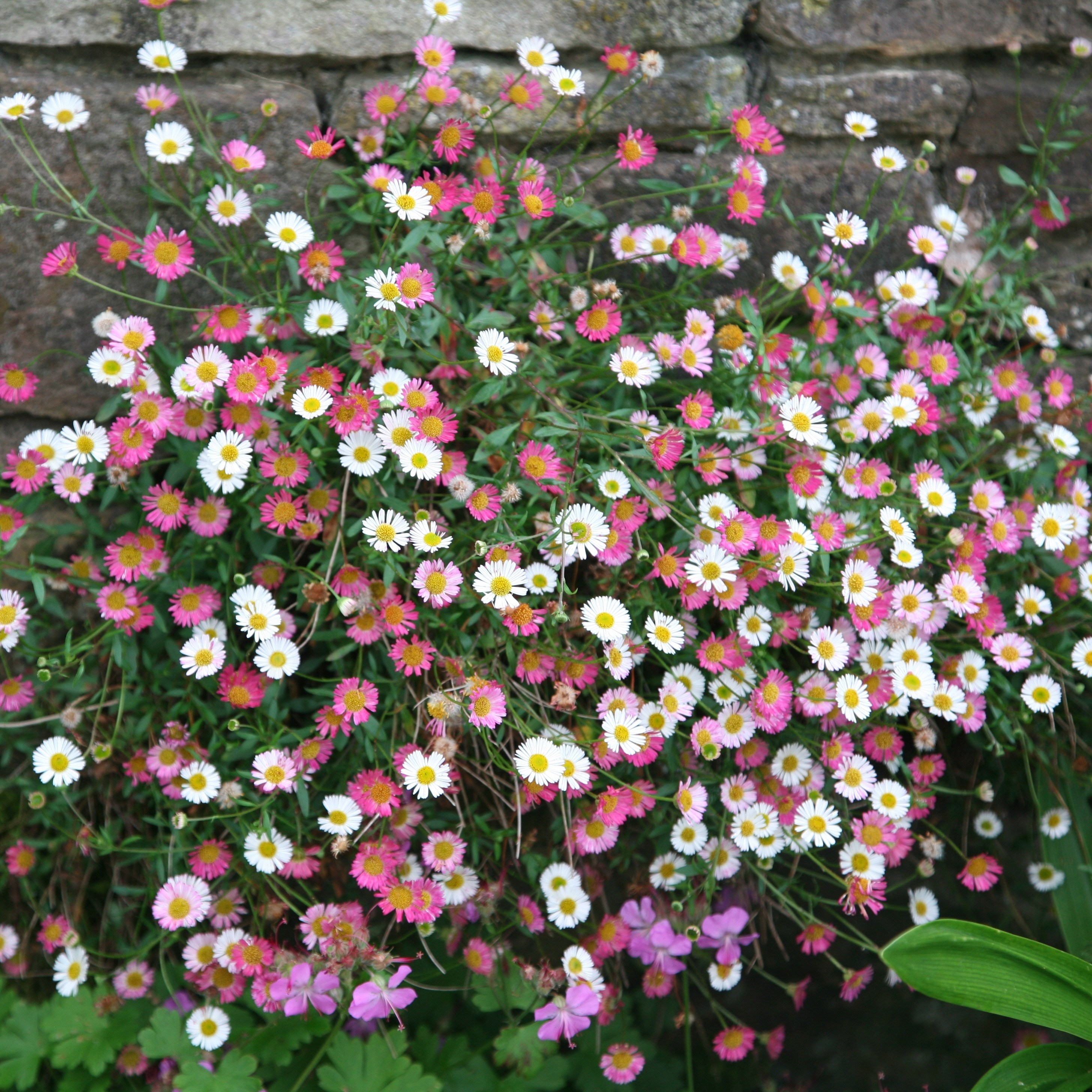 <i>Erigeron karvinskianus</i> 