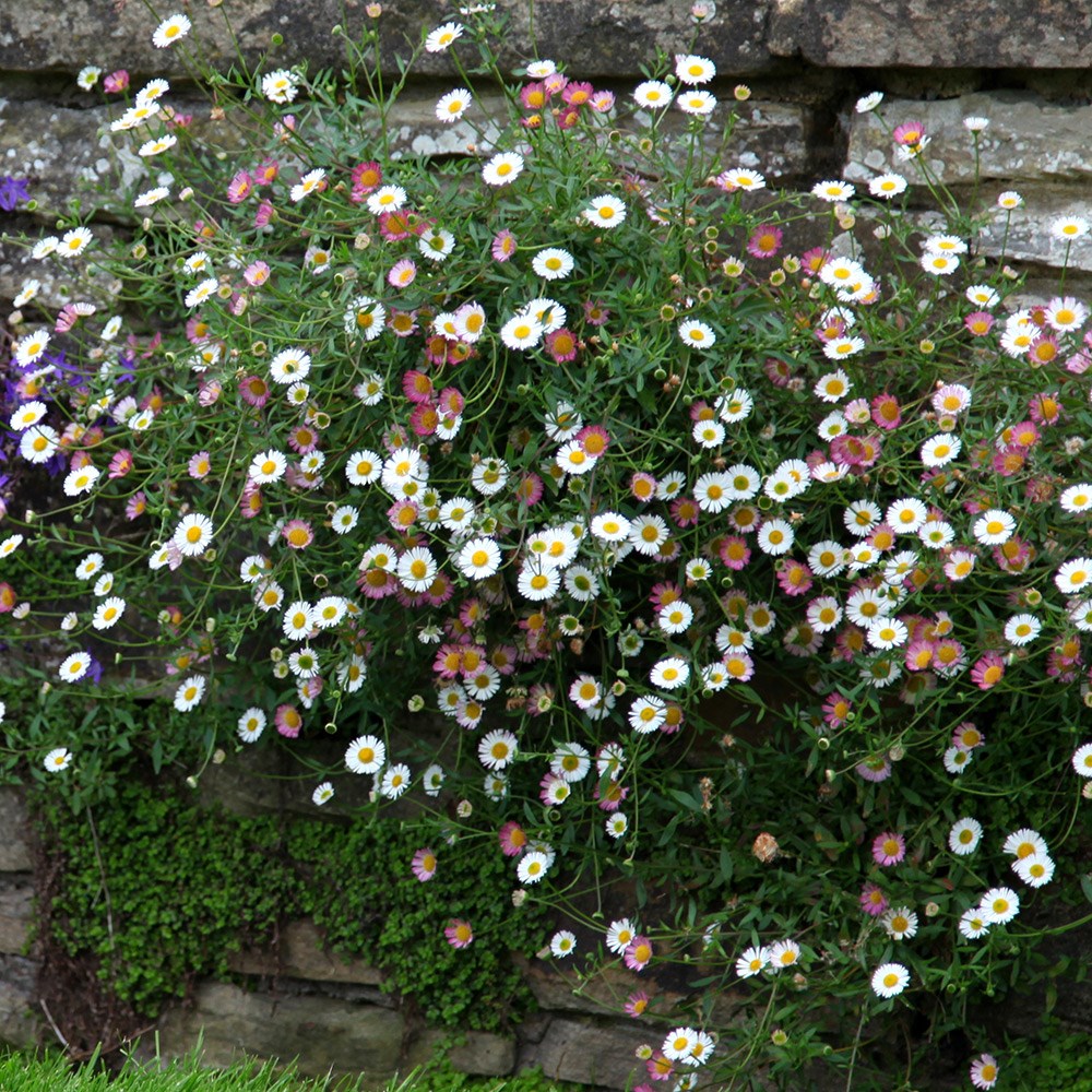 <i>Erigeron karvinskianus</i> 