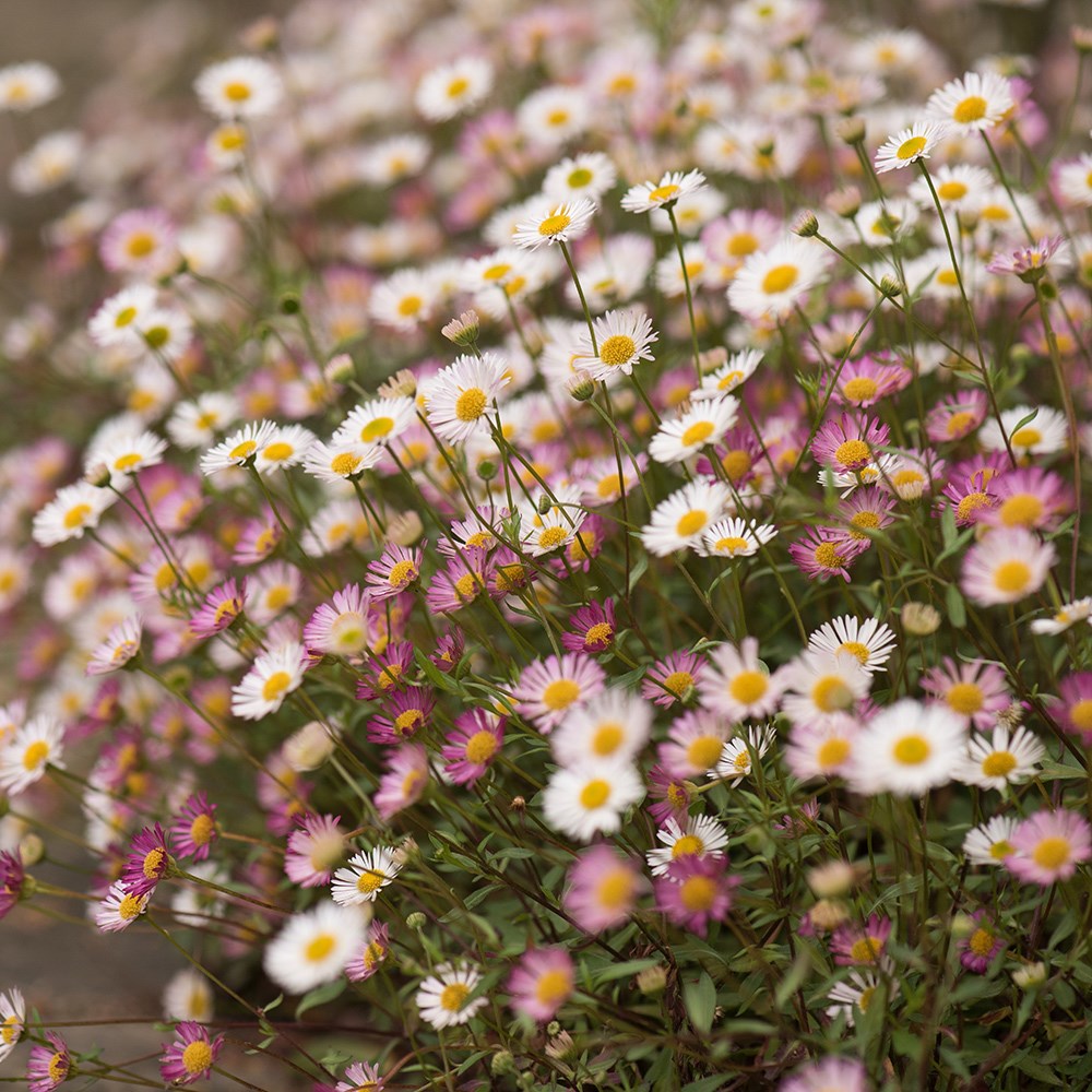 <i>Erigeron karvinskianus</i> 