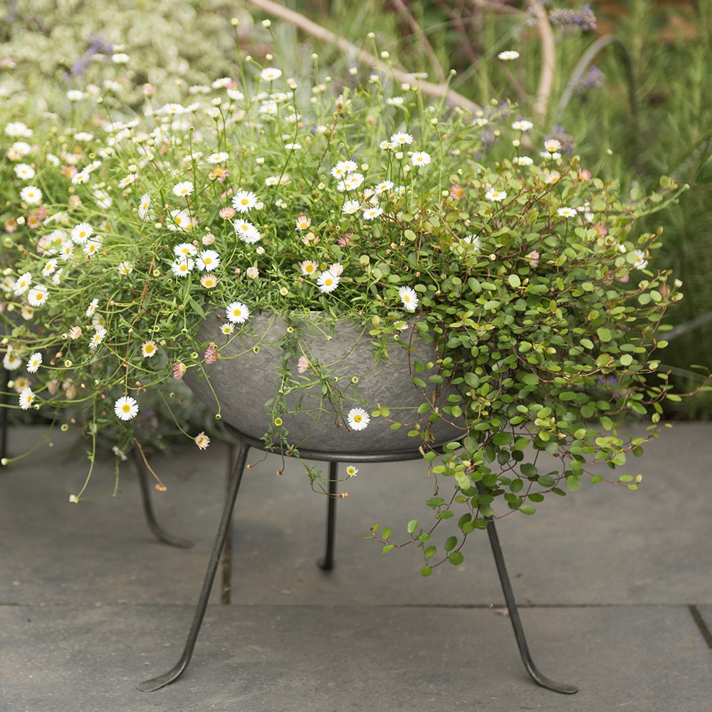 <i>Erigeron karvinskianus</i> 