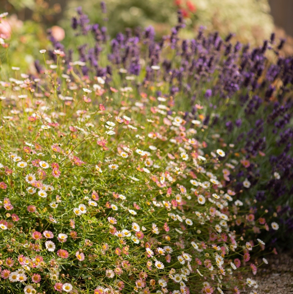 <i>Erigeron karvinskianus</i> 
