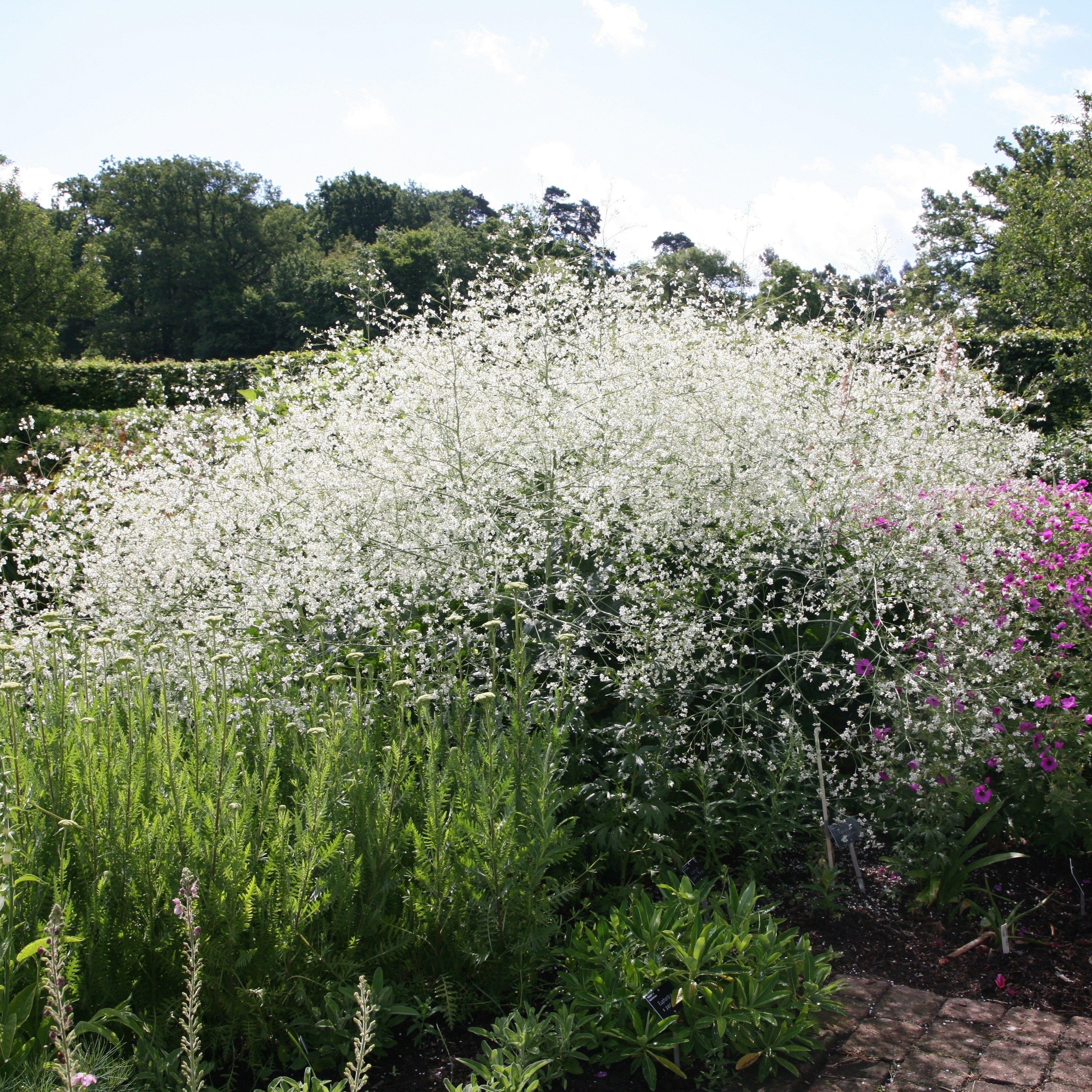 <i>Crambe cordifolia</i> 