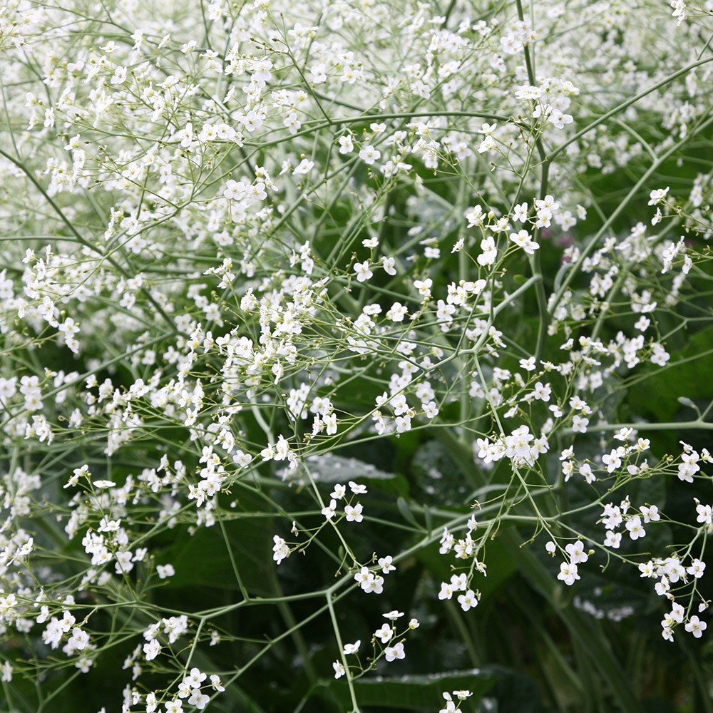 <i>Crambe cordifolia</i> 