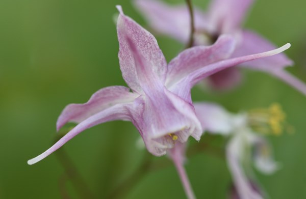 <i>Epimedium grandiflorum</i> 'Lilafee'