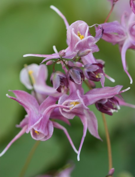<i>Epimedium grandiflorum</i> 'Lilafee'