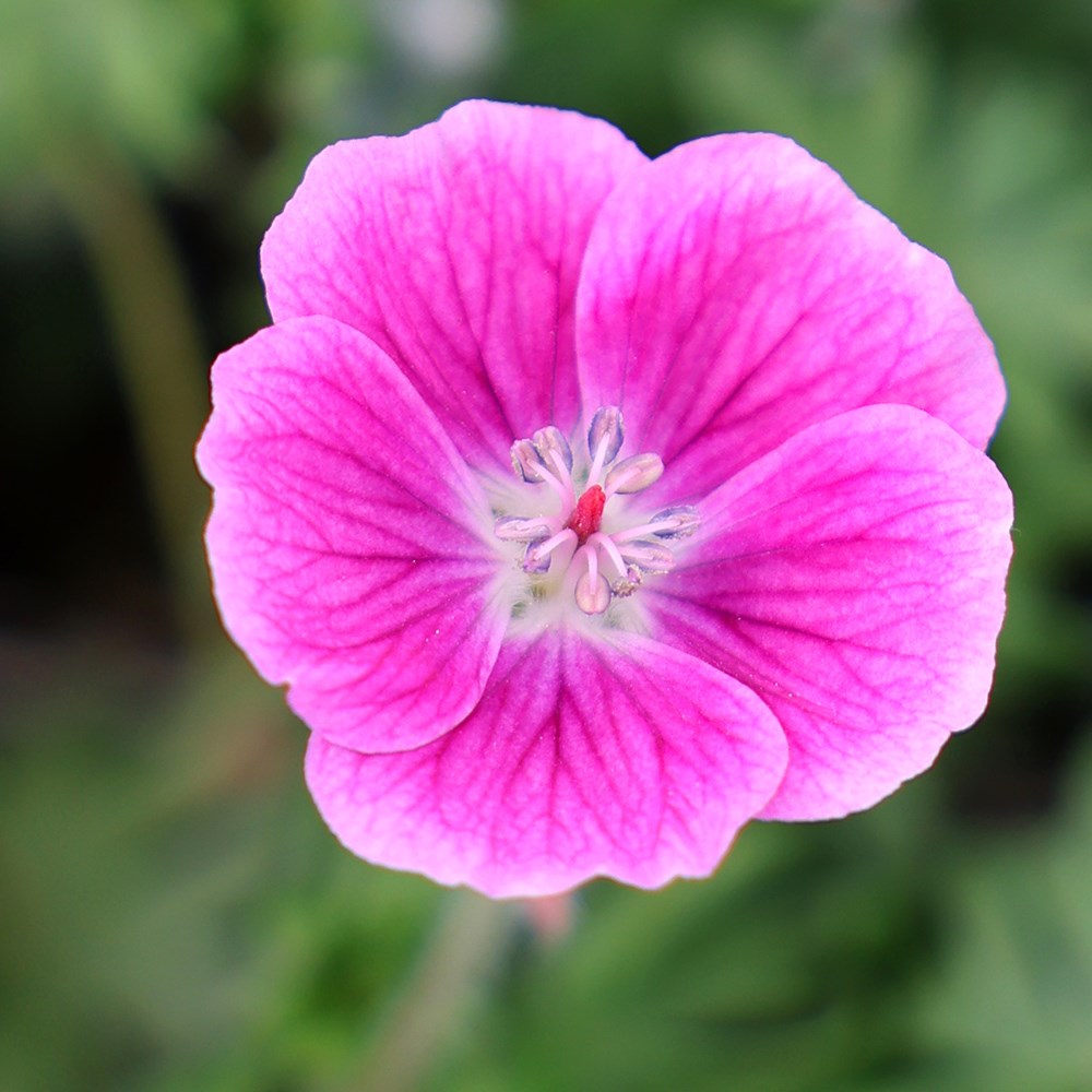 <i>Geranium</i> 'Elke'