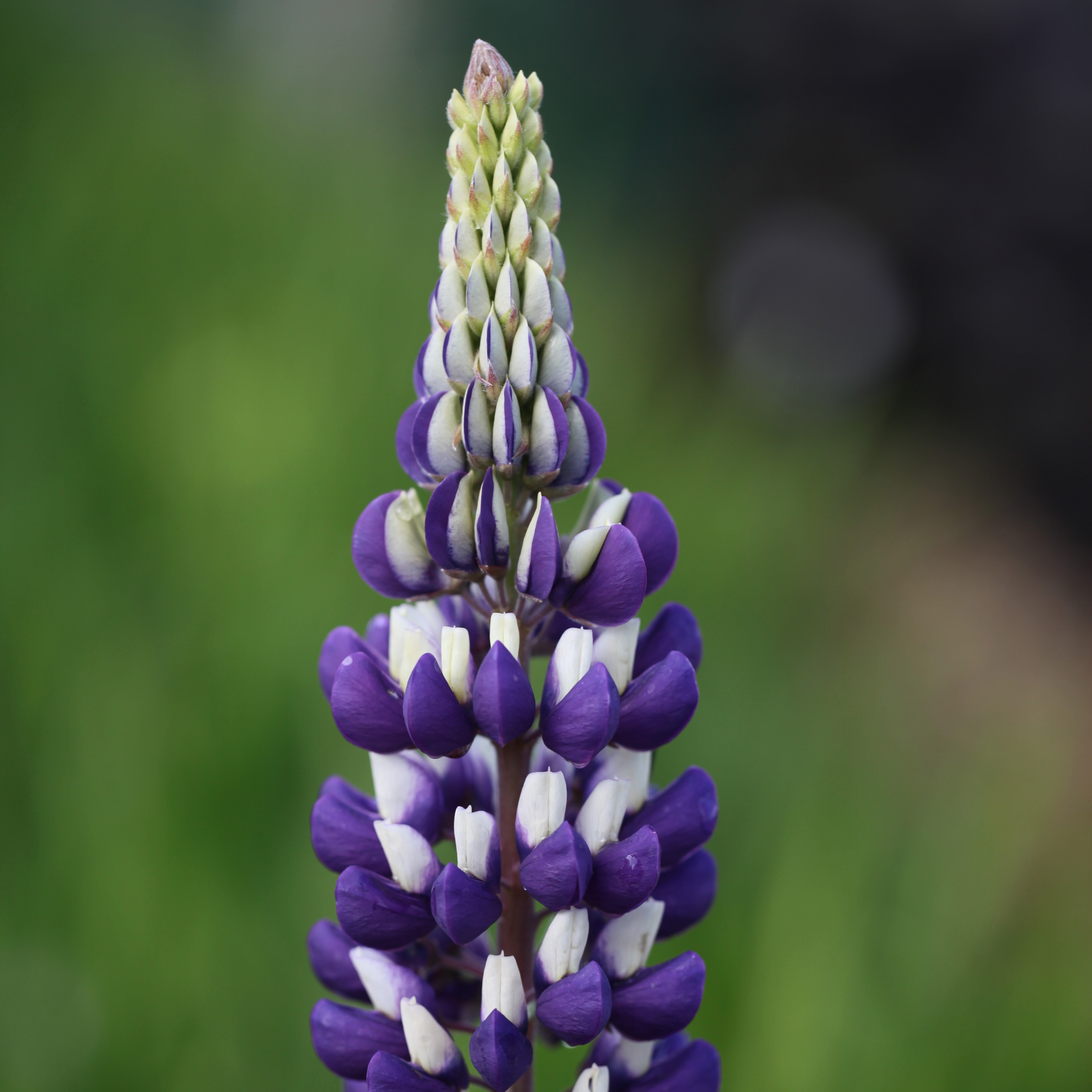 <i>Lupinus</i> 'The Governor' (Band of Nobles Series)