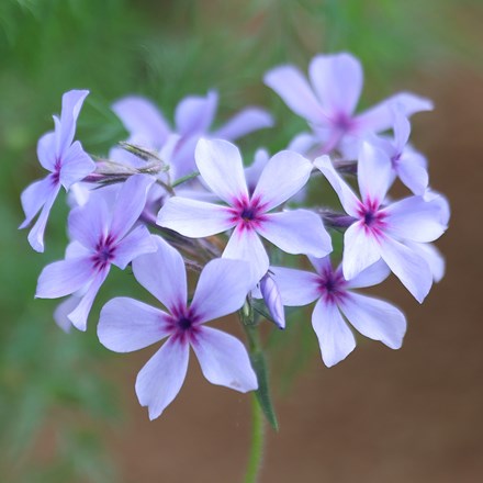 Phlox divaricata subsp. laphamii Chattahoochee