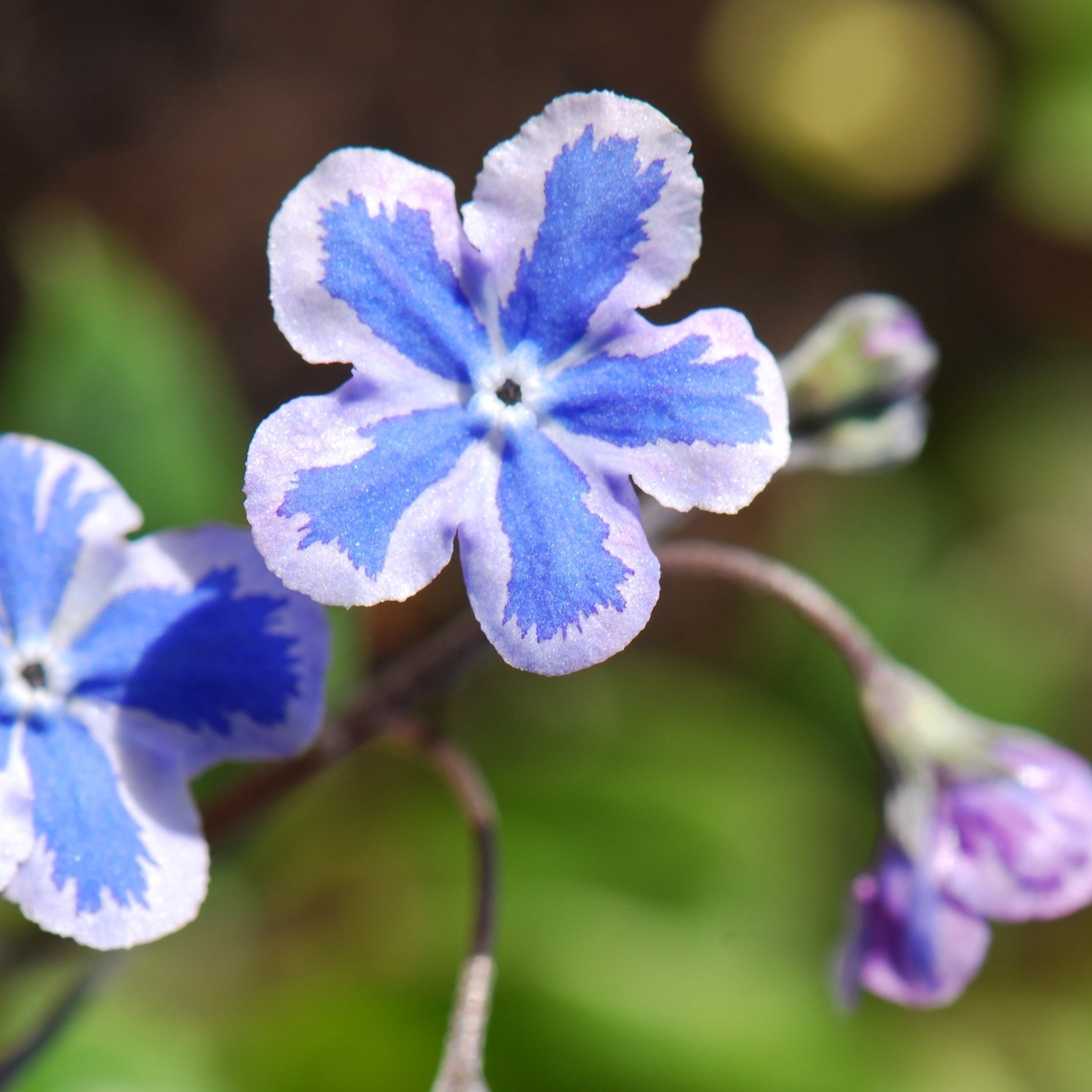 <i>Omphalodes cappadocica</i> 'Starry Eyes'