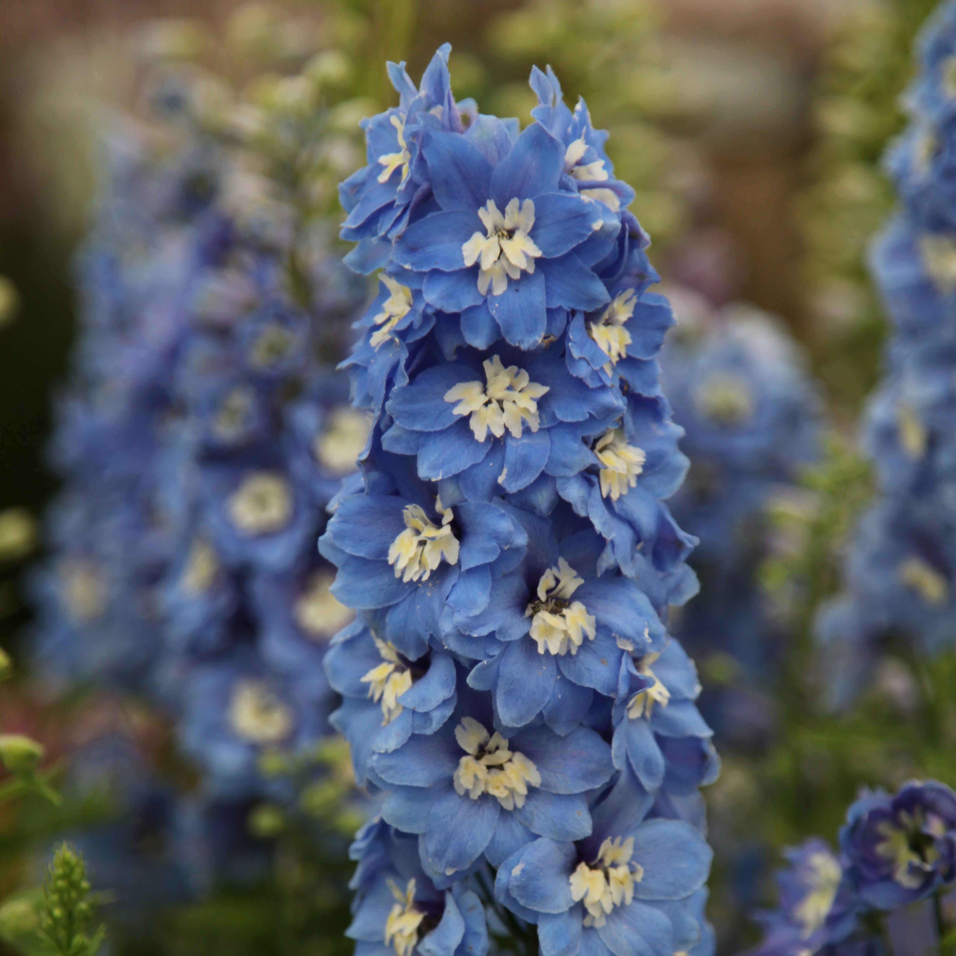 <i>Delphinium</i> 'Summer Skies Group'