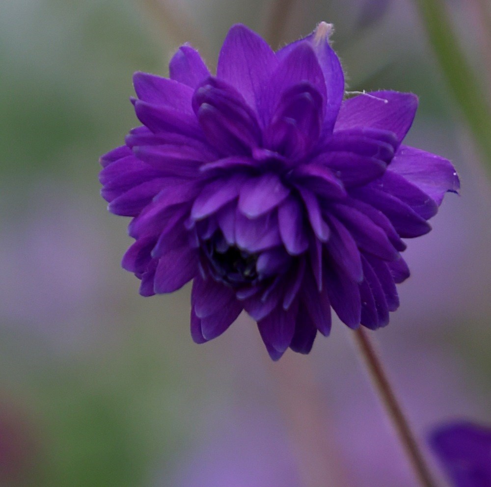 <I>Aquilegia vulgaris</i> var. <i>stellata</i> 'Blue Barlow' (Barlow Series)