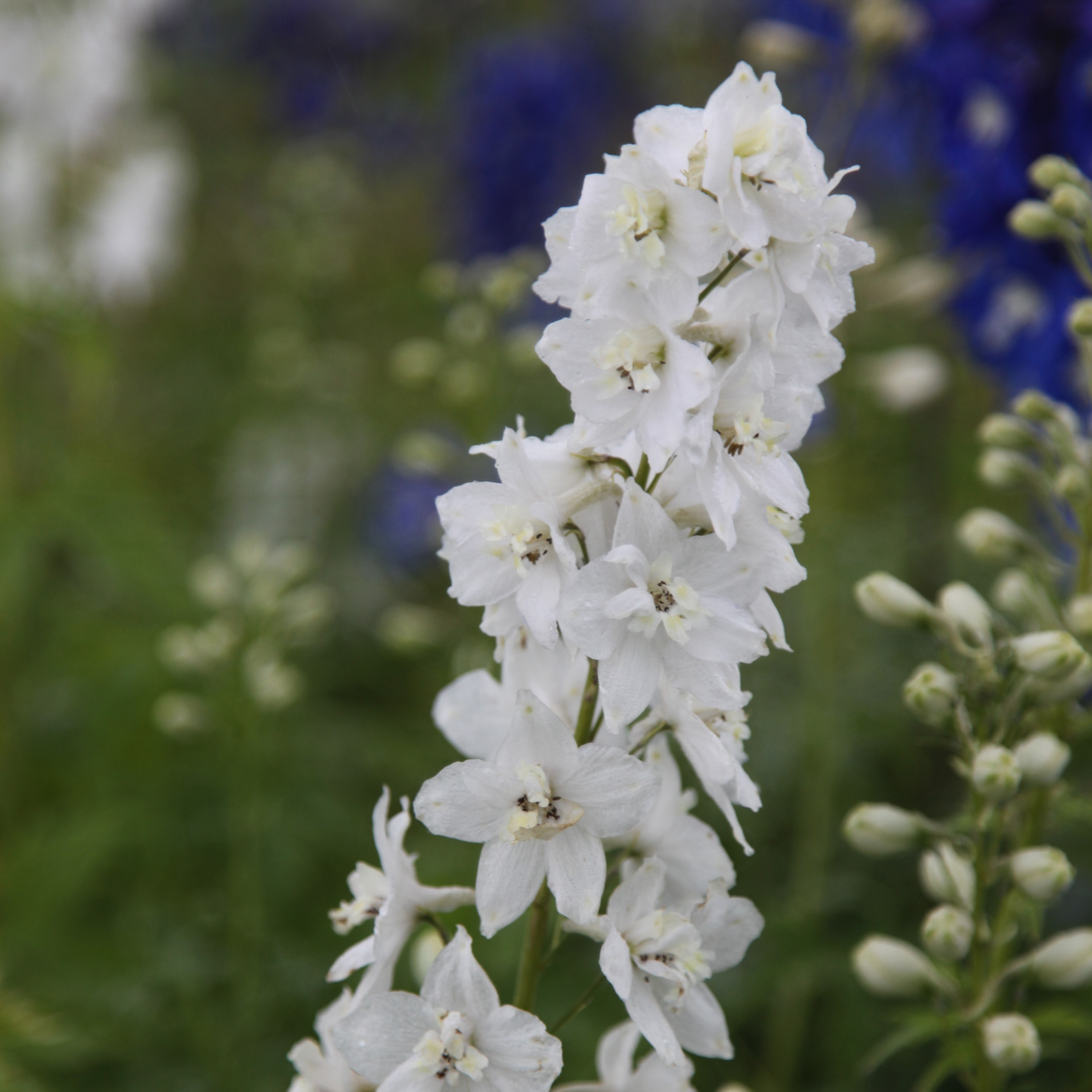 <I>Delphinium</i> 'Galahad' (Pacific Hybrid Series)