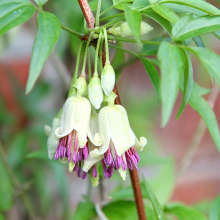 Clematis napaulensis