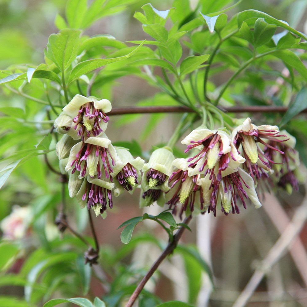 <i>Clematis napaulensis</i> 