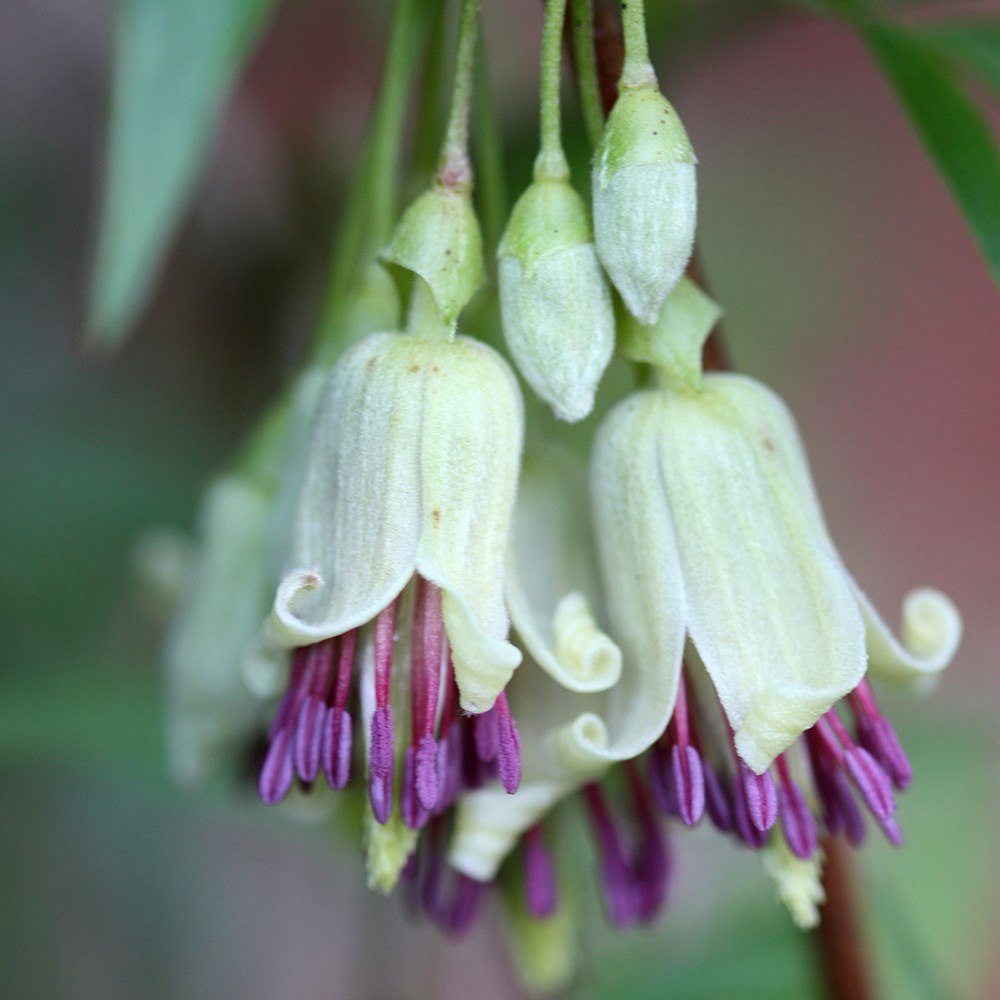 <i>Clematis napaulensis</i> 