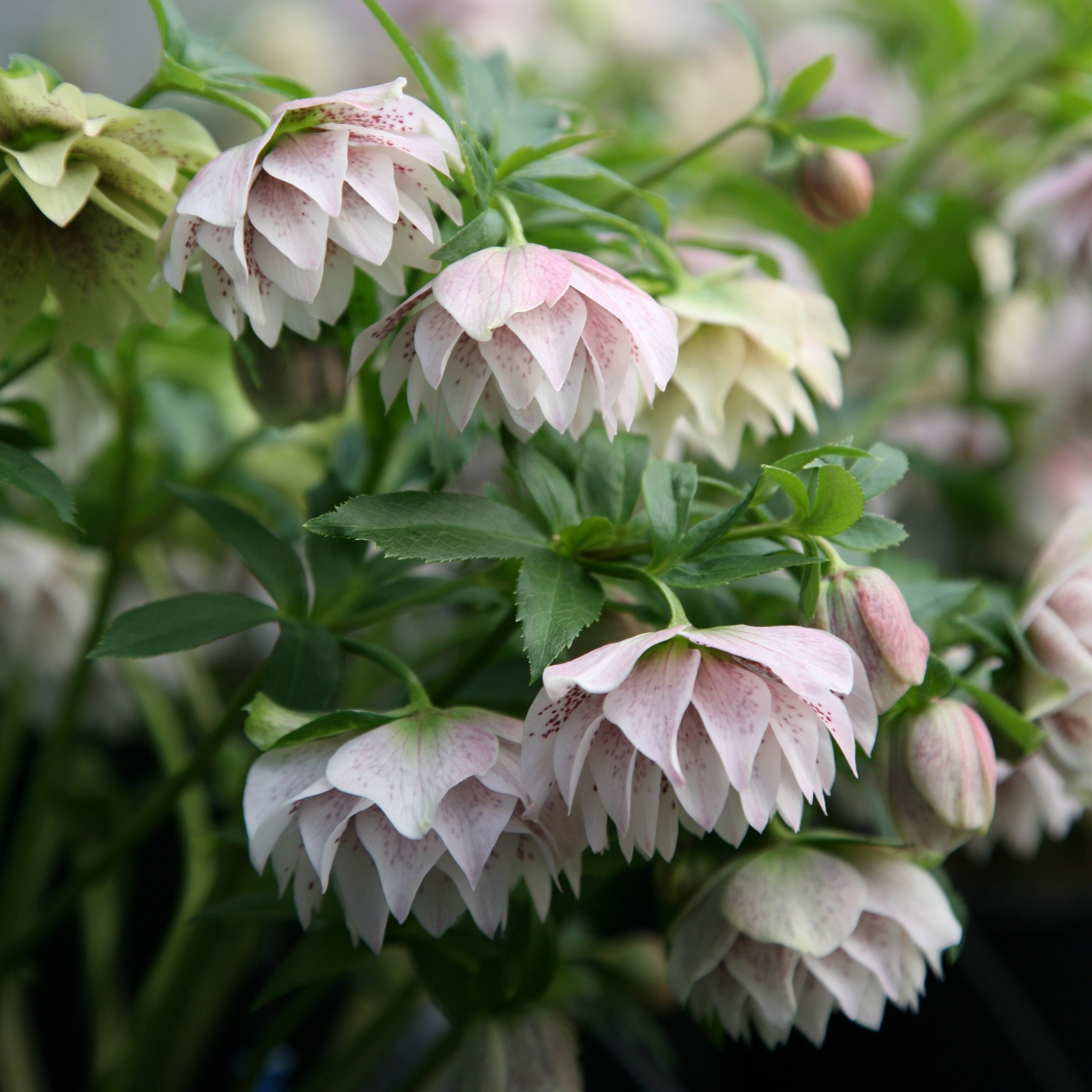 <i>Helleborus</i> × <i>hybridus</i> Harvington double lilac speckled